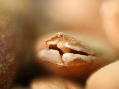 Les amandes activées : super aliments de notre quotidien !