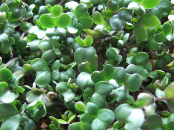 Quels sont les bienfaits des graines de brocoli ?