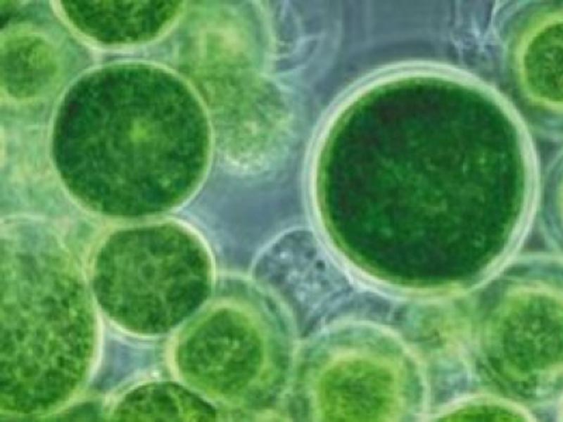 Wat zijn de voordelen van chlorella?