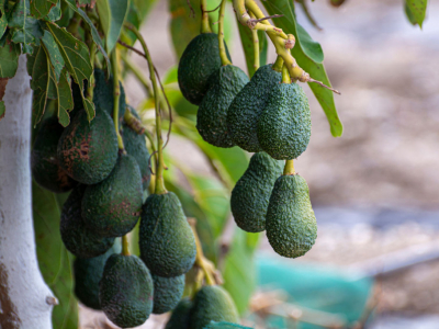 Wat zijn de 7 voordelen van avocado?