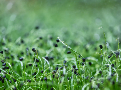 Quels sont les bienfaits des graines germées de poireau ?