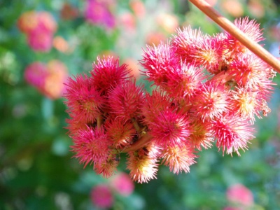 Die abführende Wirkung von Rizinusöl