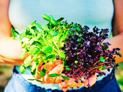 Sprouted seeds: essential foods