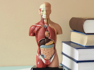 Uitscheidingsorganen: wat zijn deze detoxorganen en hoe werken ze?