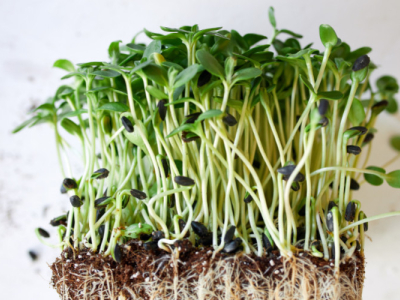 Organic unhulled sunflower sprouts