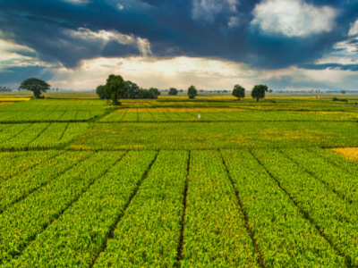 Biologische Landwirtschaft in China