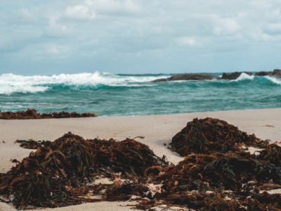 Dulse, a seaweed rich in trace elements: copper, gold, and silver