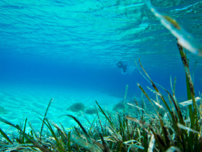 Marines Plasma: Mittelmeer oder Atlantik?