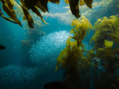 Seaweed: The Superfoods of the Sea, Allies for Your Health and the Planet